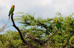 CaribbeanParakeet_0797