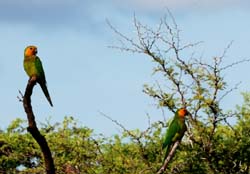 CaribbeanParakeet_0802