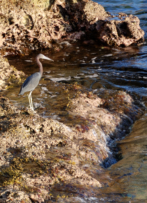 TricoloredHeron_1070