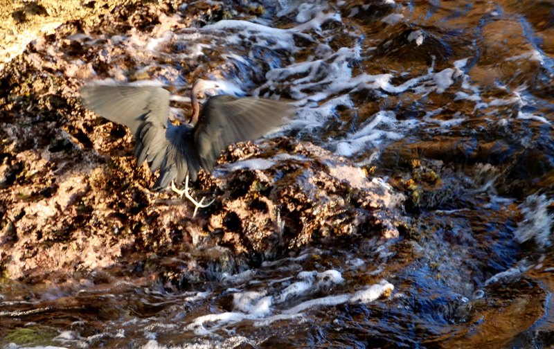 TricoloredHeron_1179