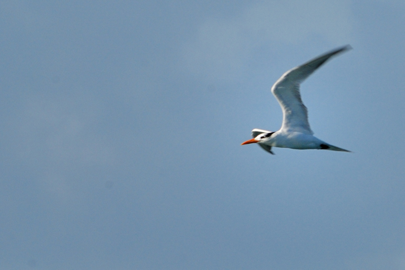 Tern_9910