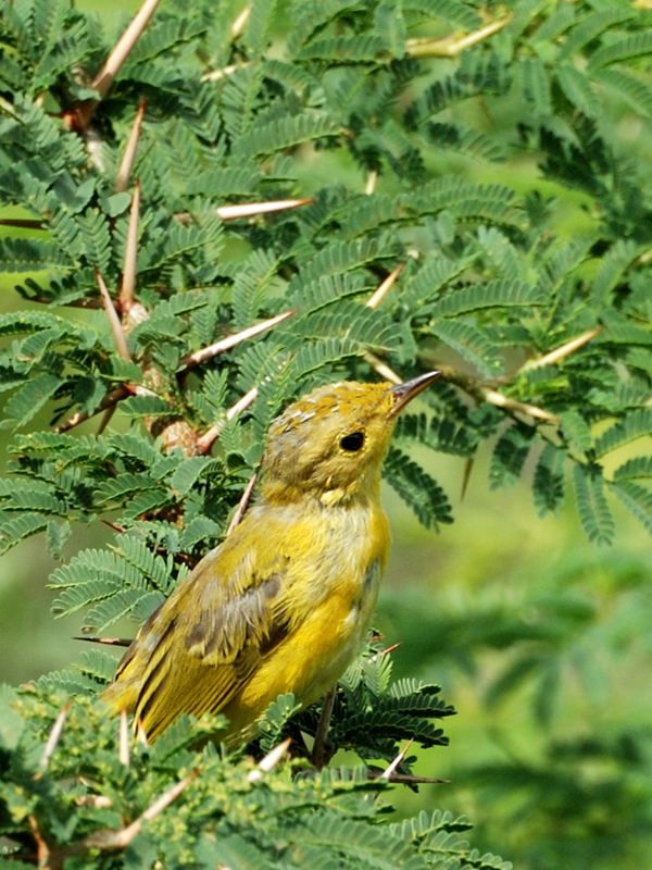 YellowWarbler_0246