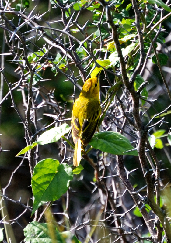 YellowWarbler_0733