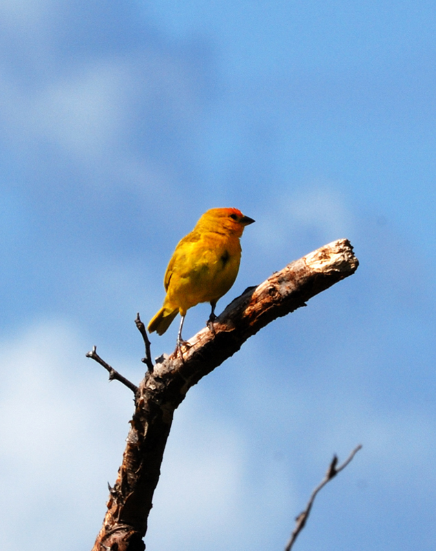 YellowWarbler_0959