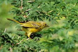 YellowWarbler_0251