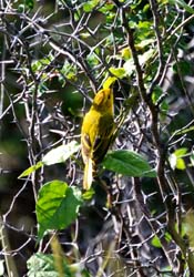 YellowWarbler_0733