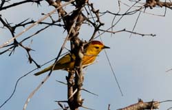 YellowWarbler_0812