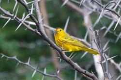 YellowWarbler_1236