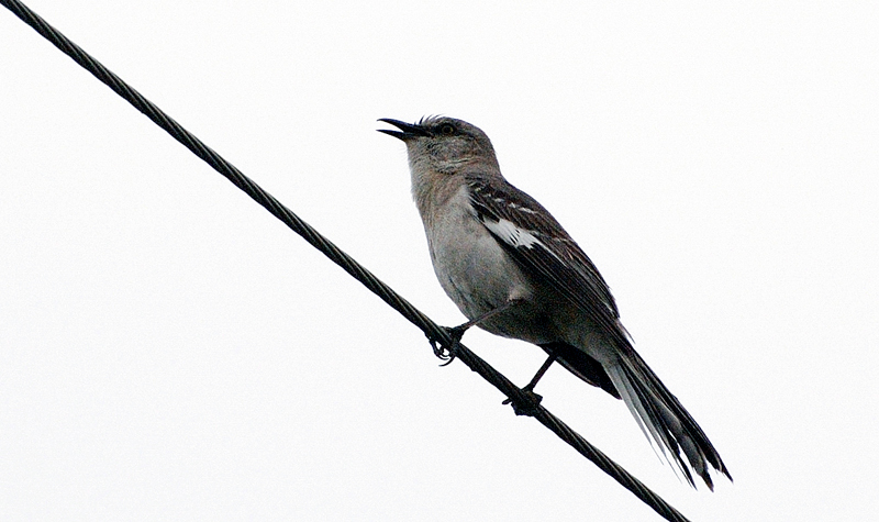 NorthernMockingbird_3768a