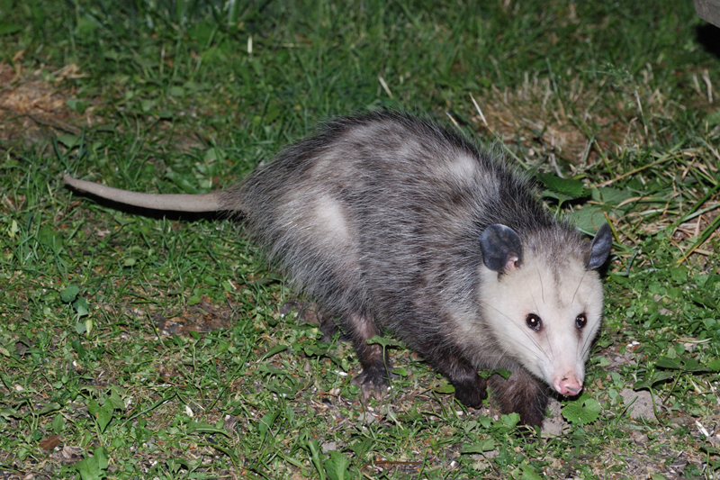 Opossum_4435