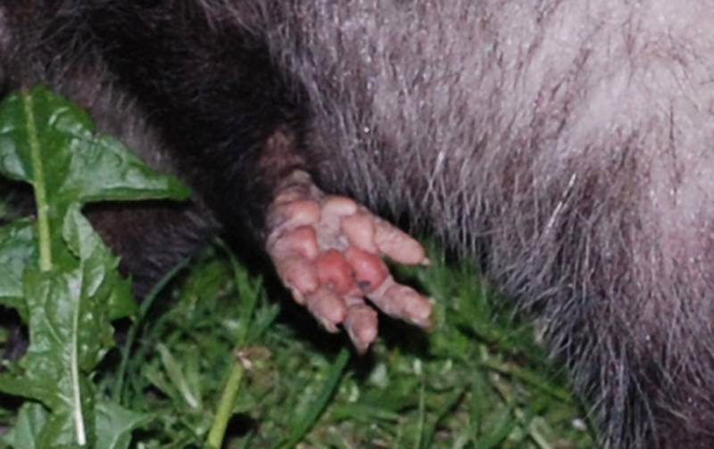 Possum_3621_hand