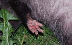 Possum_3621_hand