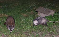 Possum_Raccoon_3563