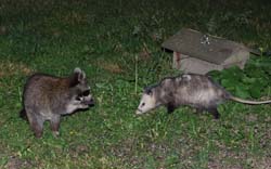 Possum_Raccoon_3564