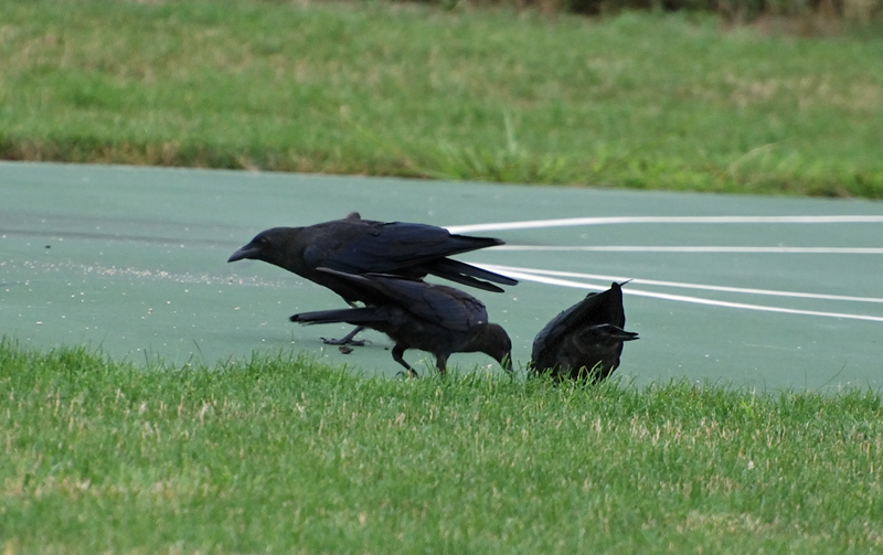 Crow_0044