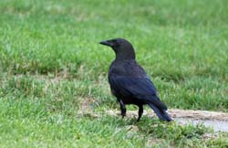 Crow_0046