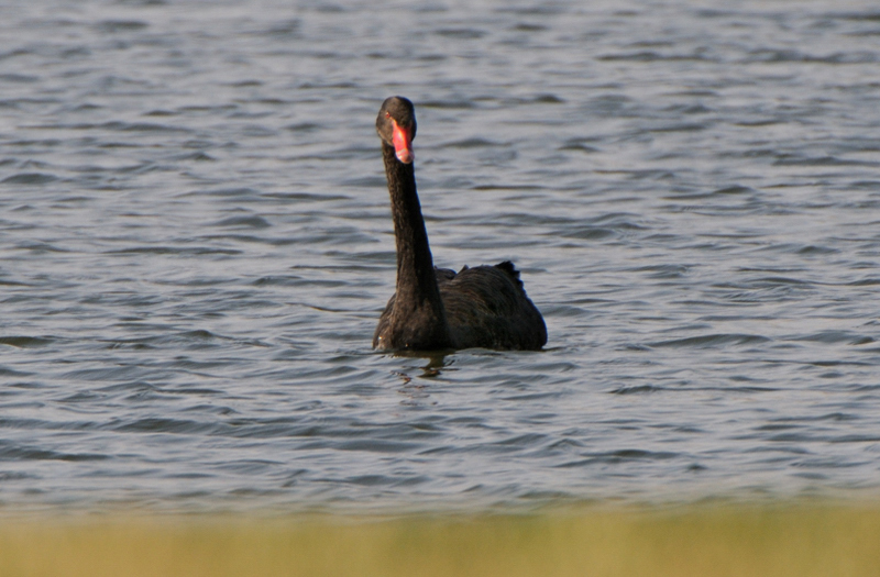 BlackSwan_6949