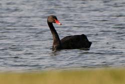 BlackSwan_6957