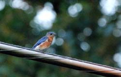 Bluebird_2196