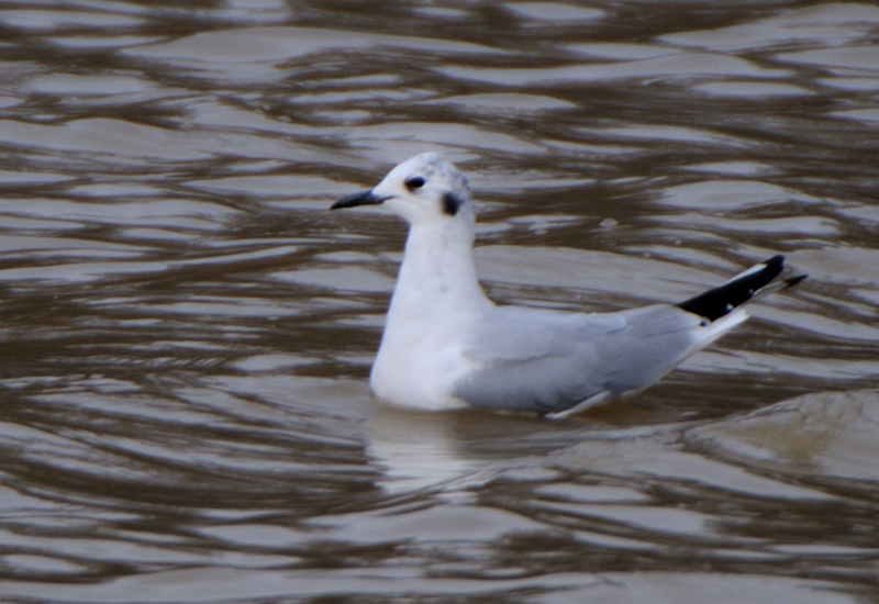 BonapartesGull_4406