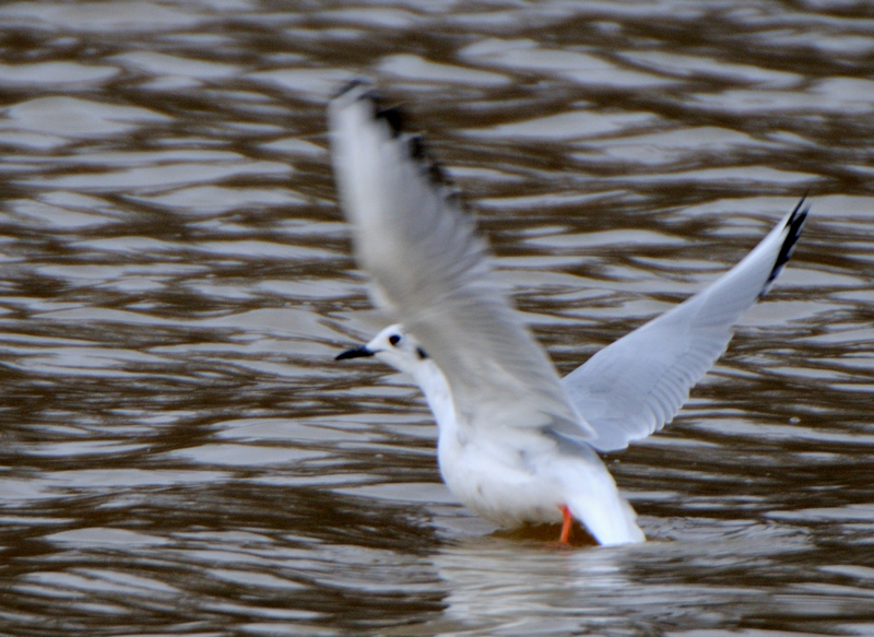 BonapartesGull_4408