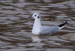 BonapartesGull_4406