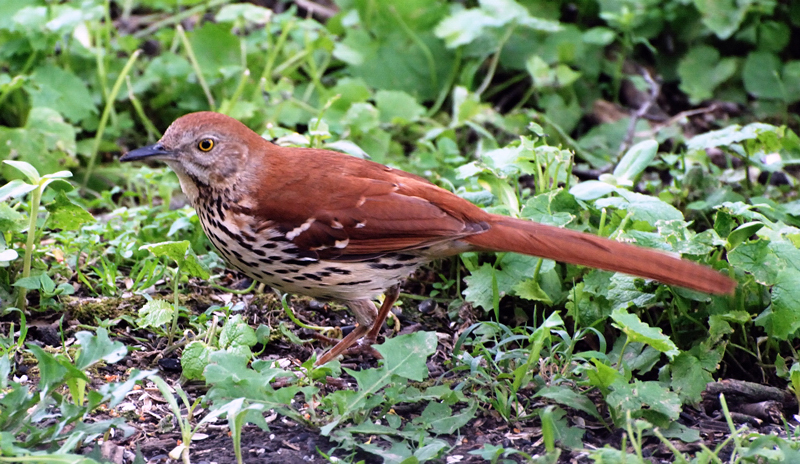 BrownThrasher_2670