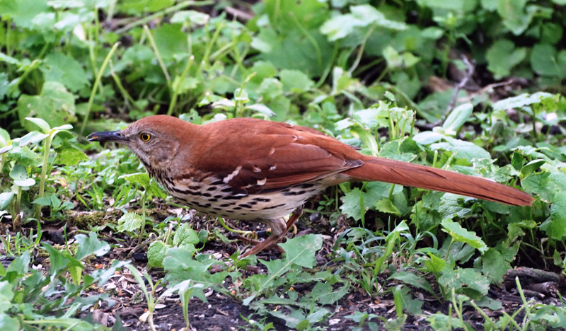 BrownThrasher_2672