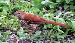 BrownThrasher_2670