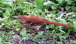 BrownThrasher_2672