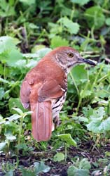 BrownThrasher_2681