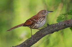 BrownThrasher_2945