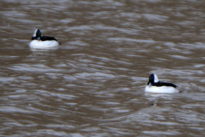 Bufflehead_4219