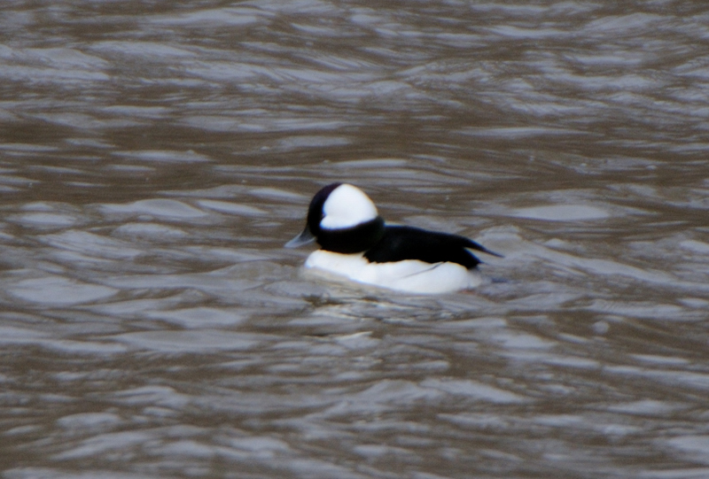 Bufflehead_4237