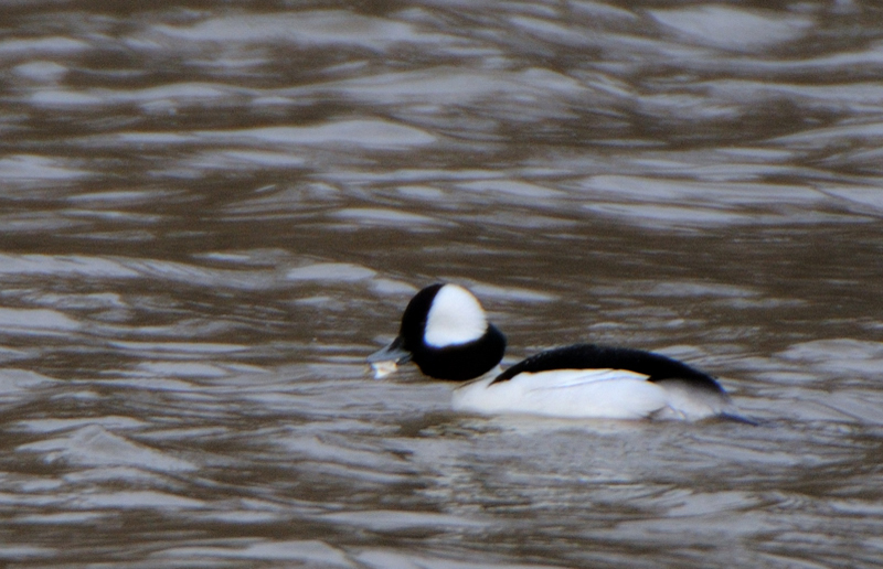 Bufflehead_4275