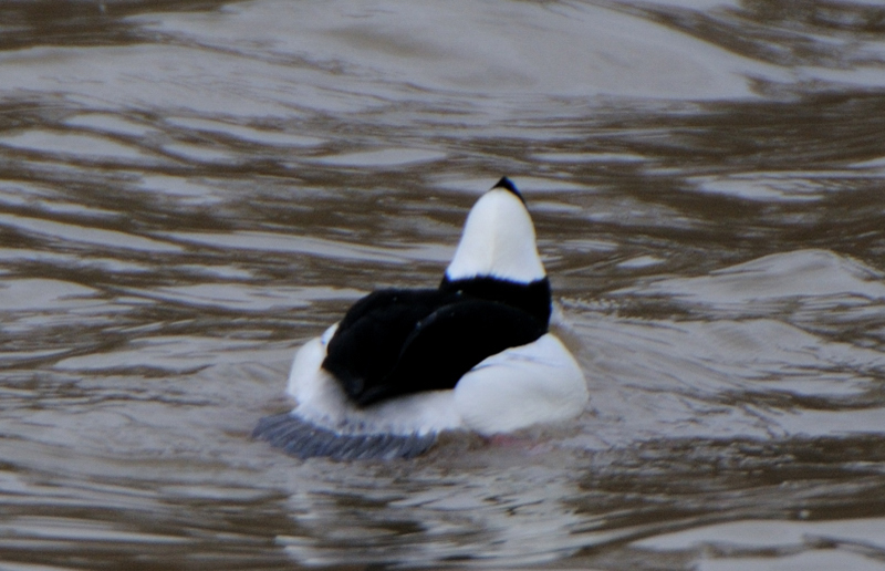 Bufflehead_4327