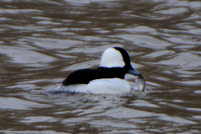 Bufflehead_4335