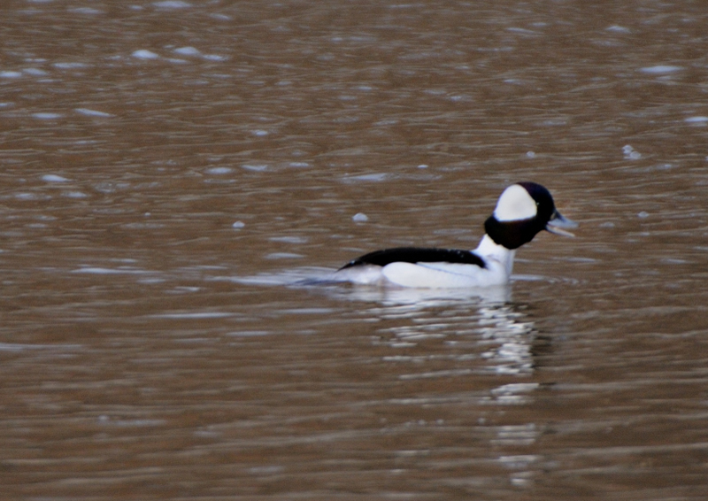 Bufflehead_5085