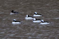 Bufflehead_4185