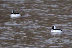 Bufflehead_4219