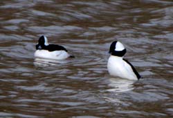 Bufflehead_4244