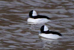 Bufflehead_4255