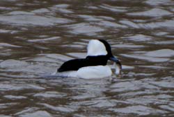 Bufflehead_4331