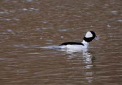 Bufflehead_5085