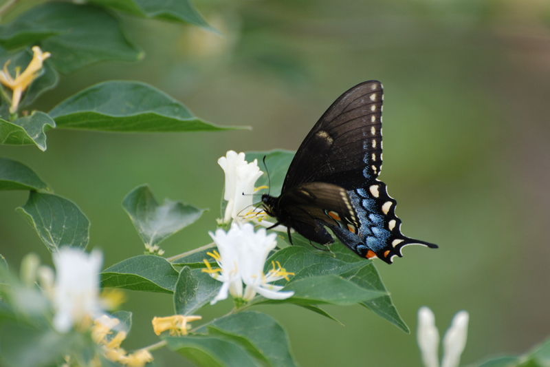 Butterfly_2865_EasternSwallowtal