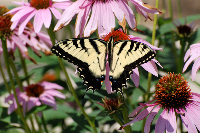 Butterfly_8095_YellowSwallowtail