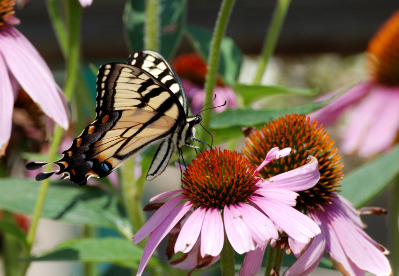 Butterfly_8100_YellowSwallowtail