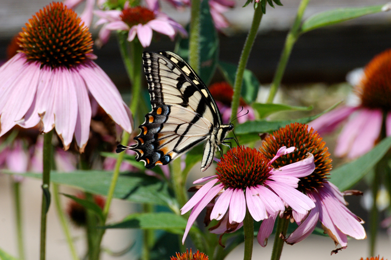 Butterfly_8102_YellowSwallowtail