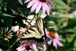 Butterfly_8105_YellowSwallowtail