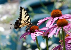 Butterfly_8113_YellowSwallowtail